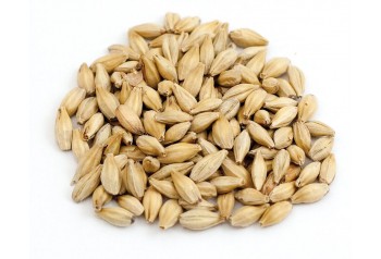 Malt Tourambré BIO (Type biscuit)
