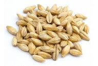 Malt Pale Ale