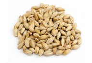 Malt Tourambré BIO (Type biscuit)