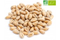 Malt Pilsen de Blé BIO