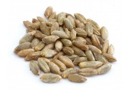 Malt de seigle