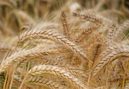 Le conflit entre la Russie et l'Ukraine impacte le prix du malt !