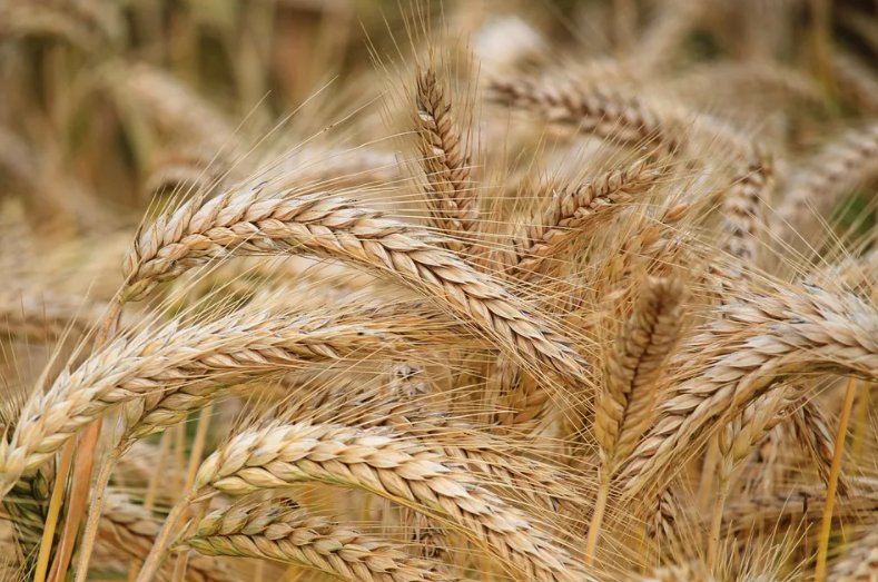 Le conflit entre la Russie et l'Ukraine impacte le prix du malt !